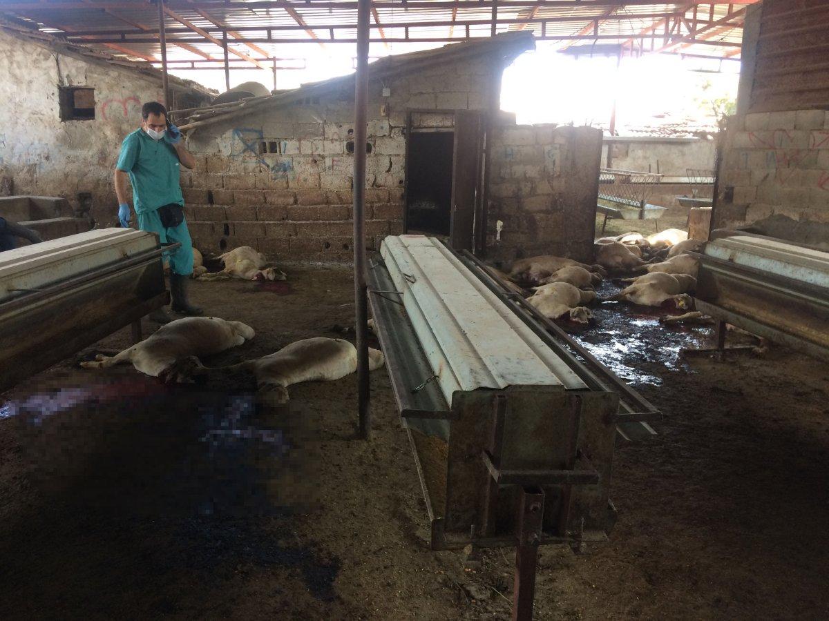 Hatay’da 3 büyükbaş ile 28 küçükbaş hayvan akıma kapılarak telef oldu