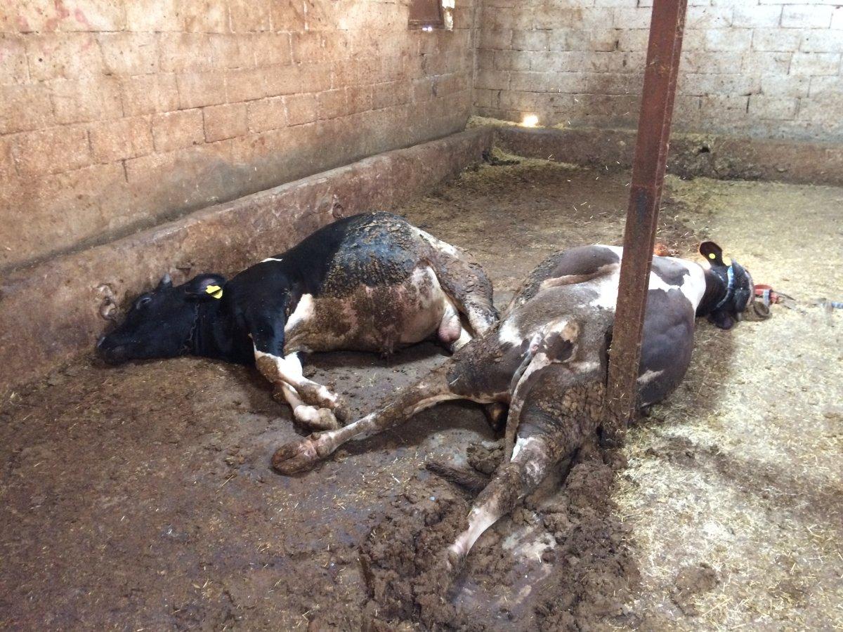 Hatay’da 3 büyükbaş ile 28 küçükbaş hayvan akıma kapılarak telef oldu