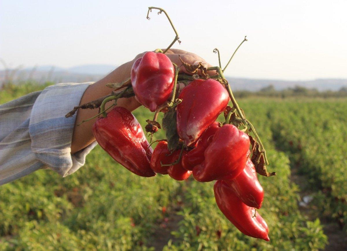 Salçalık kırmızı biberin fiyatı üreticiyi üzdü