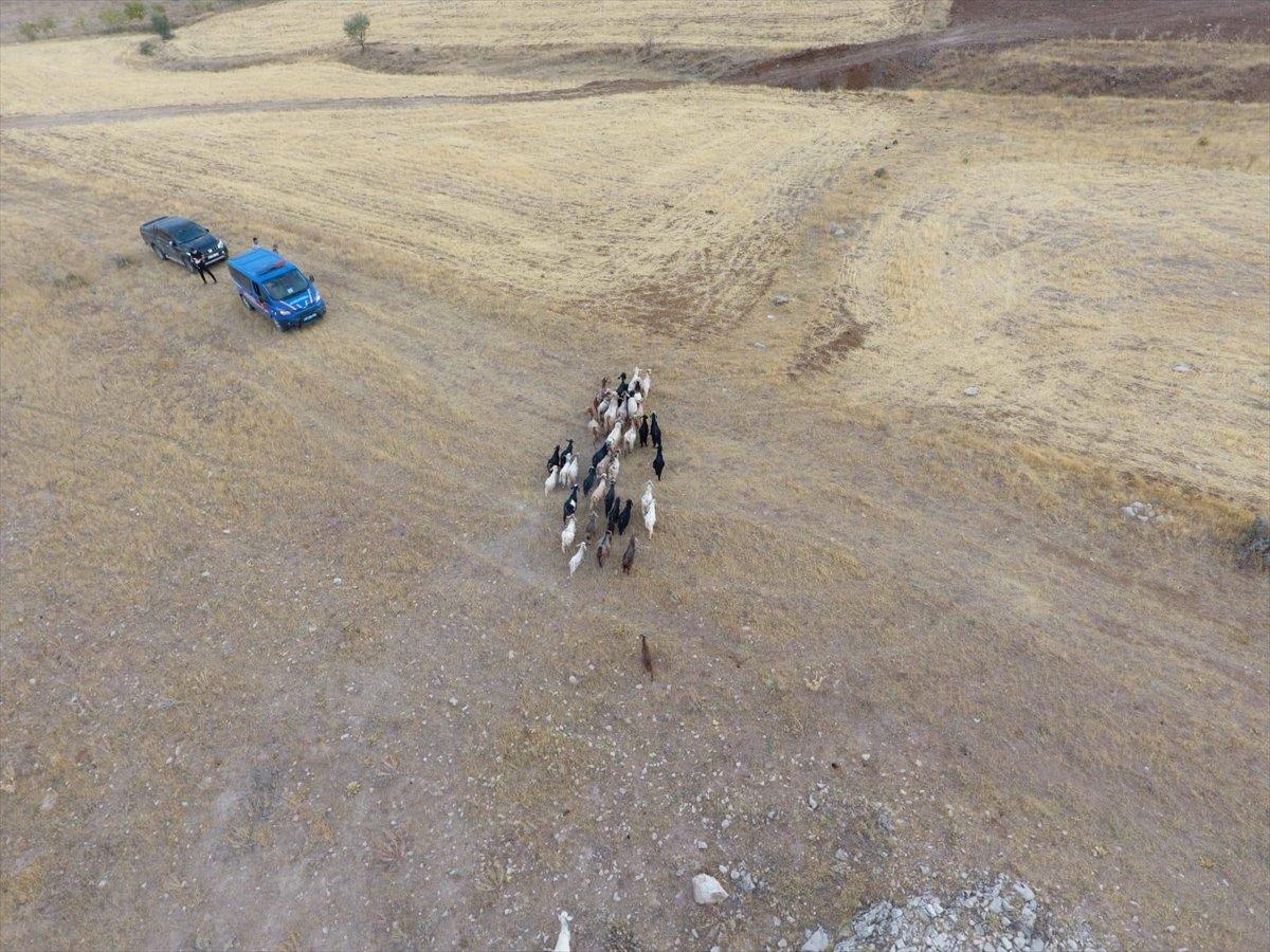 Elazığ'da Jandarma, kayıp sürüyü drone ile buldu