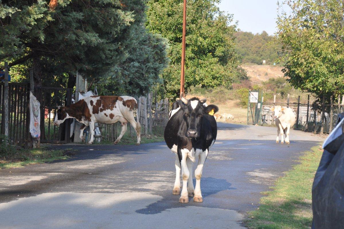 İstanbul'a 50 kilometre uzaktaki köyde kendilerini izole ettiler