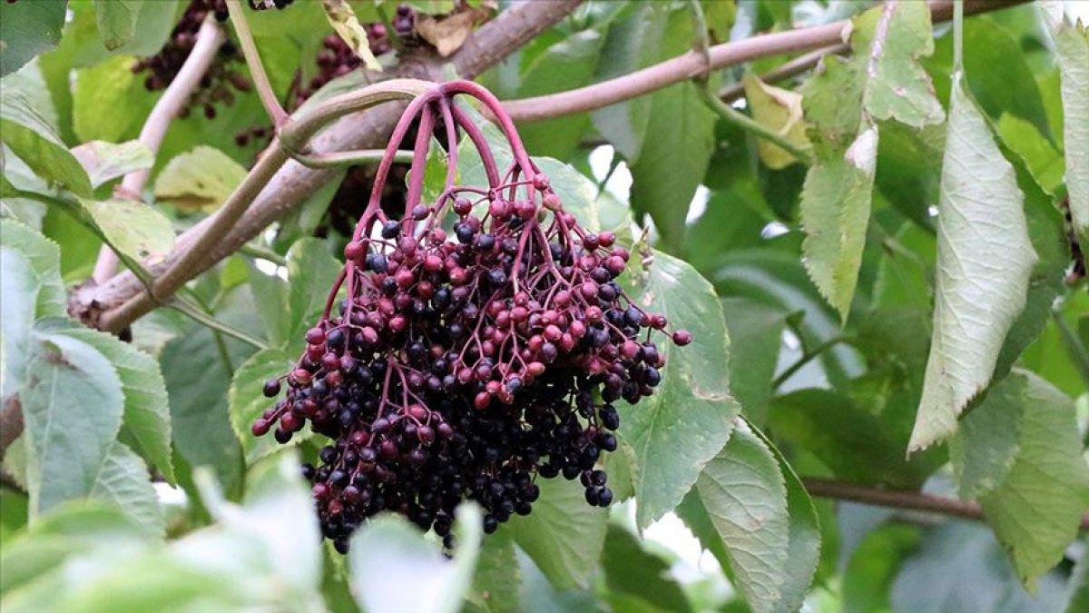 Aronya ve mürver bitkisi bağışıklık sistemini güçlendiriyor