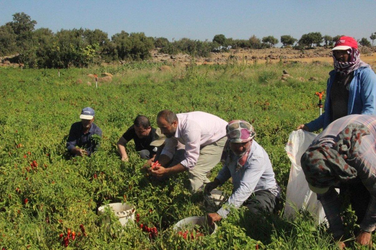 Gaziantep'te toz biber fiyatları düştü