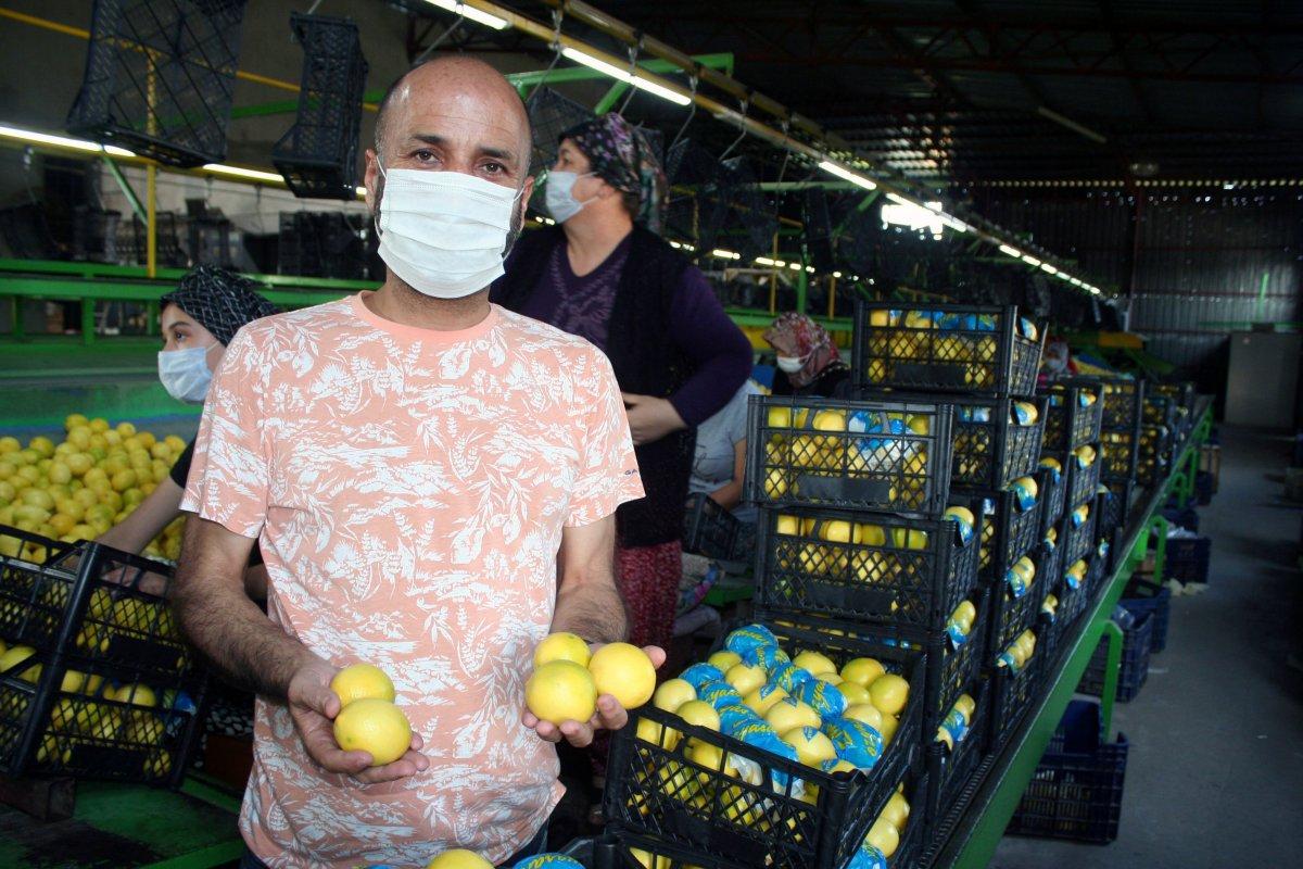 Mersin'in Erdemli ilçesinde limon hasadı