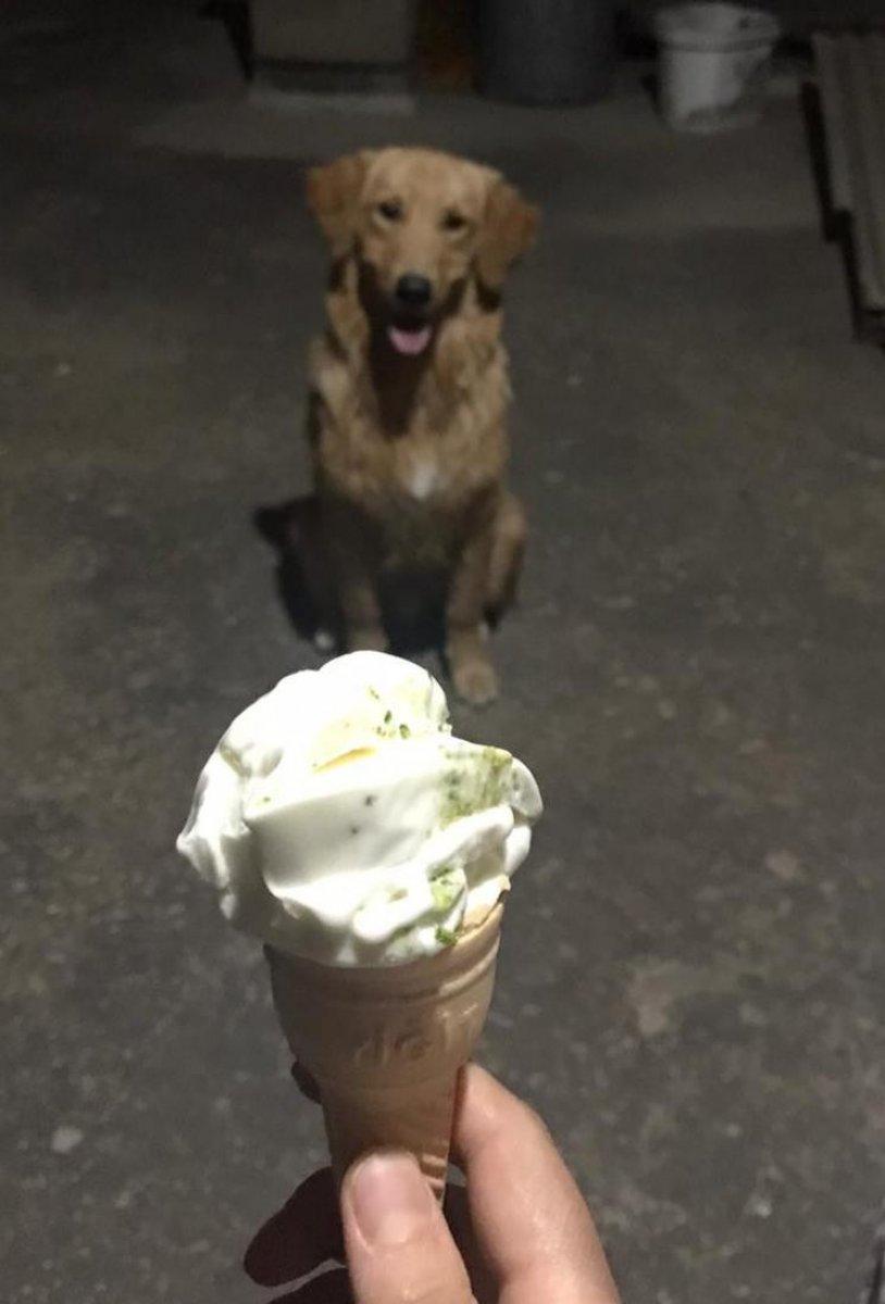 Kahramanmaraş'ta sahibine kavuşan köpeğin sevinci