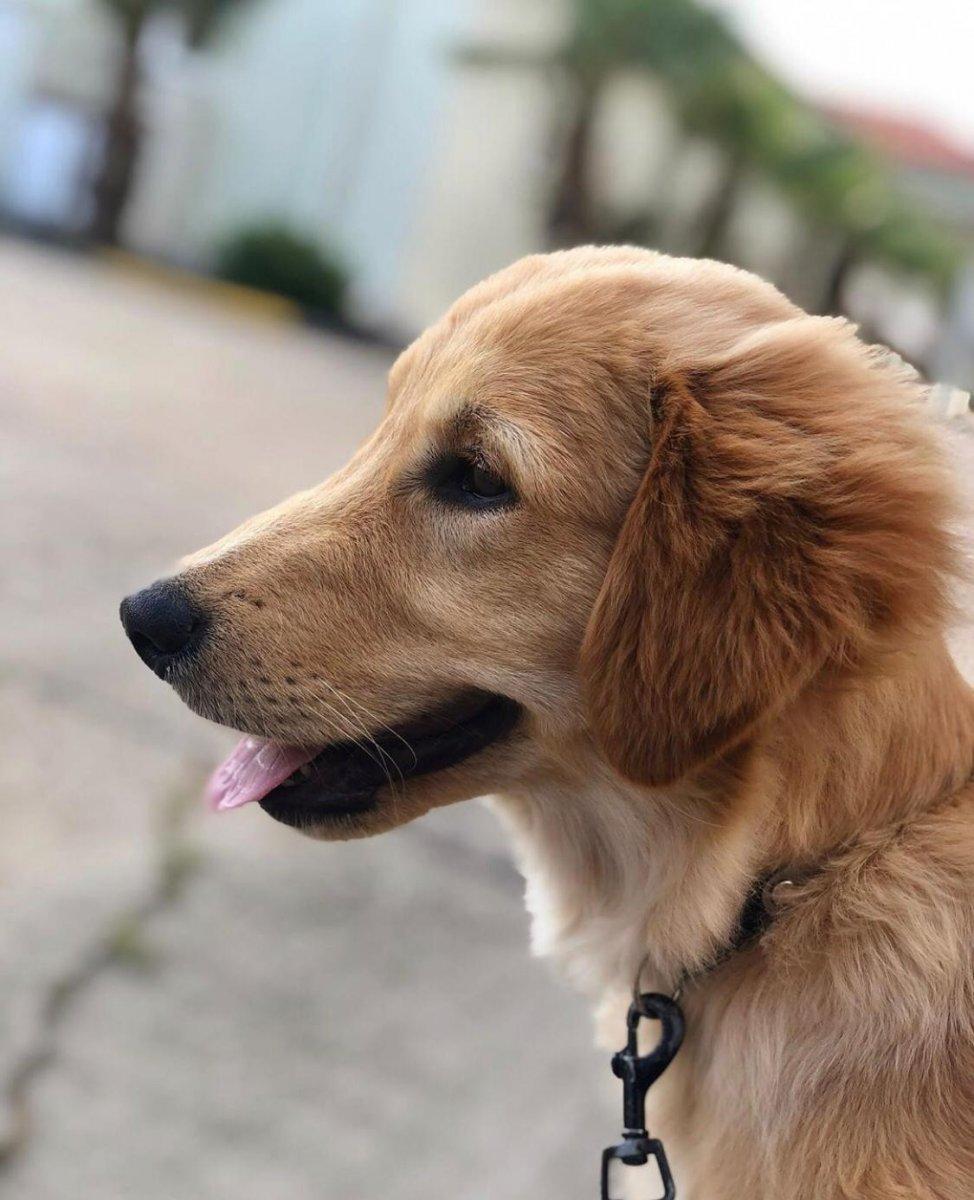 Kahramanmaraş'ta sahibine kavuşan köpeğin sevinci