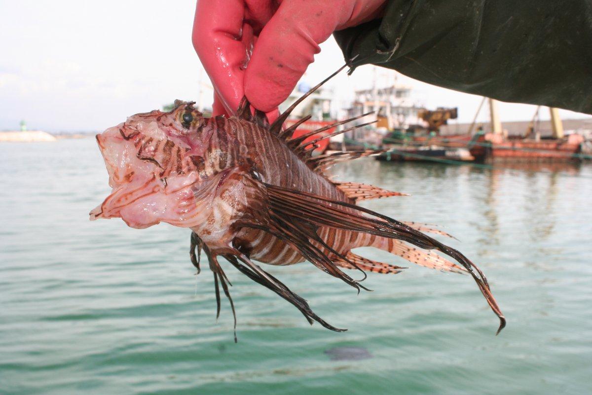 Dikeninde zehir olan aslan balığı ekonomik değeri yüksek ürüne dönüştü