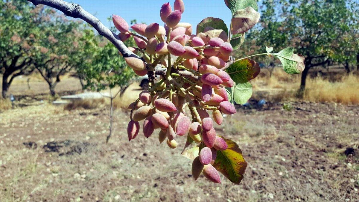 Siirt fıstığı hasadı başladı