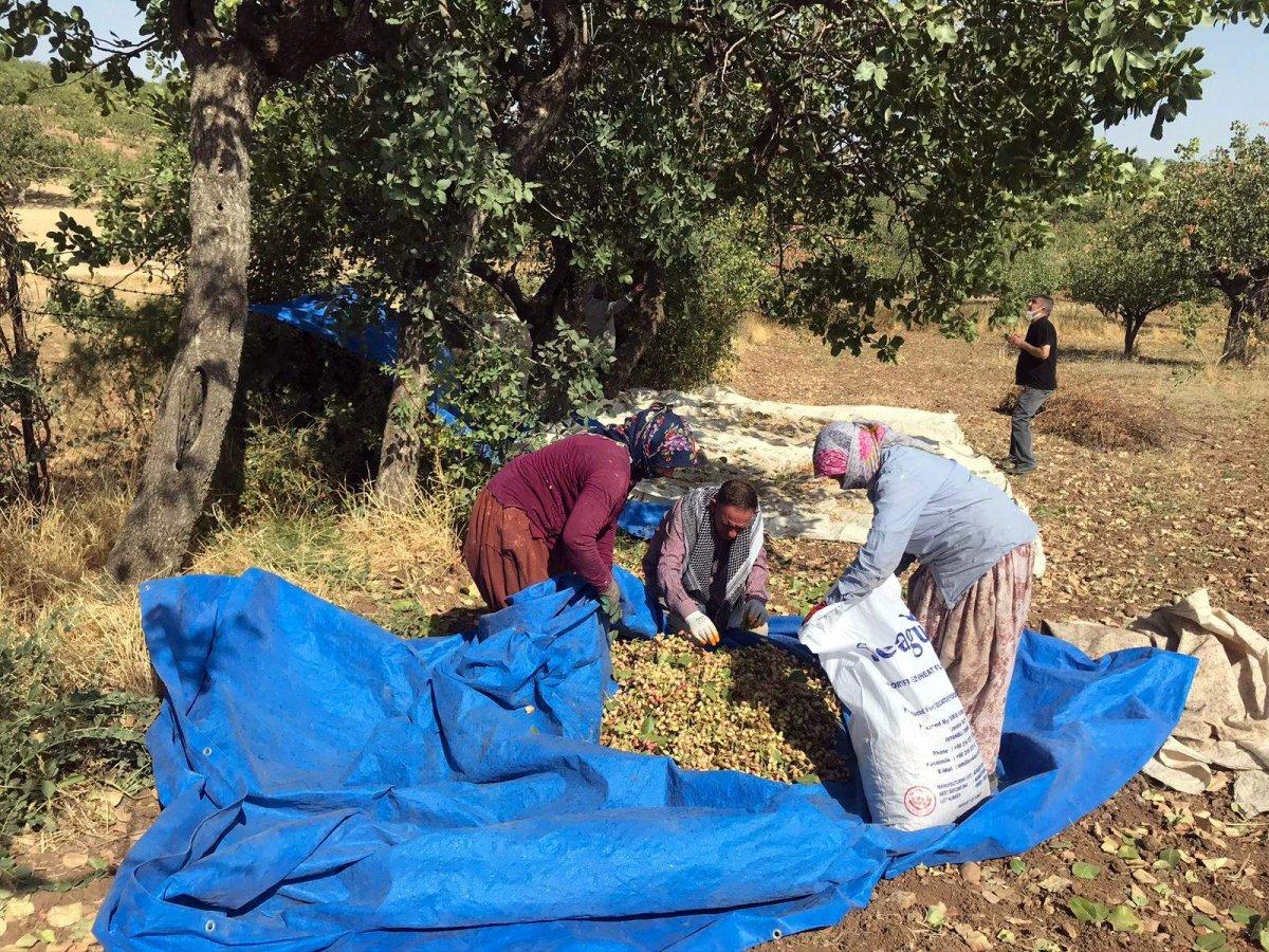 Siirt fıstığı hasadı başladı