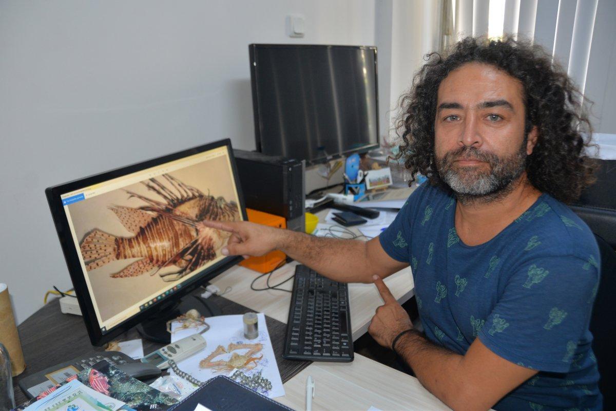 Dikeninde zehir olan aslan balığı ekonomik değeri yüksek ürüne dönüştü