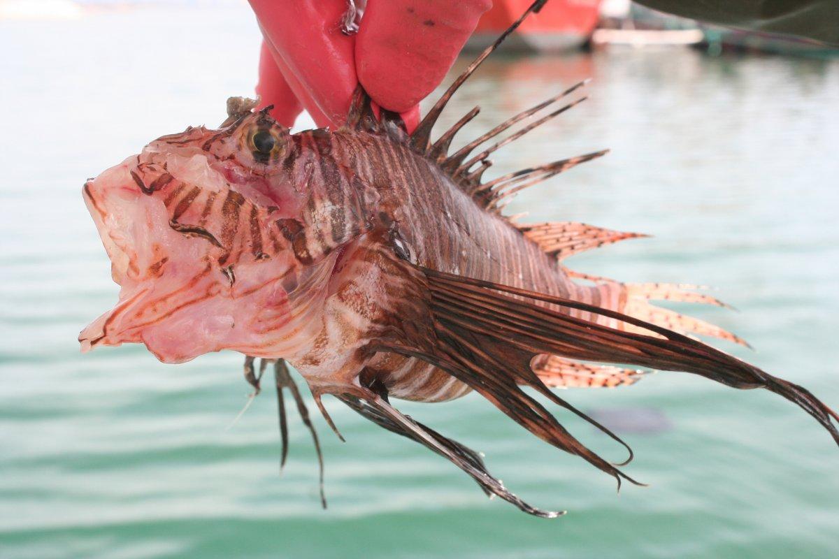 Dikeninde zehir olan aslan balığı ekonomik değeri yüksek ürüne dönüştü