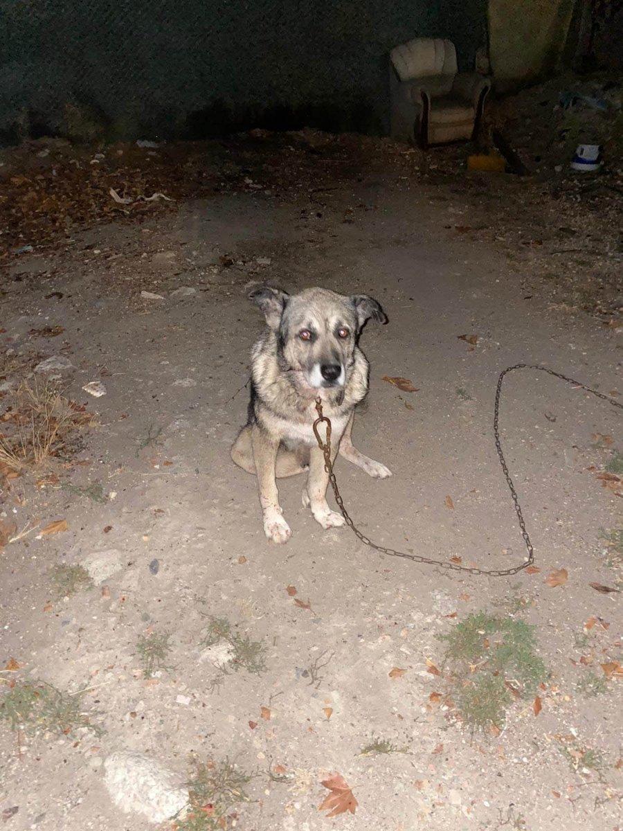 Beylikdüzü'nde 3 köpeği bıçaklayan zanlı serbest kaldı