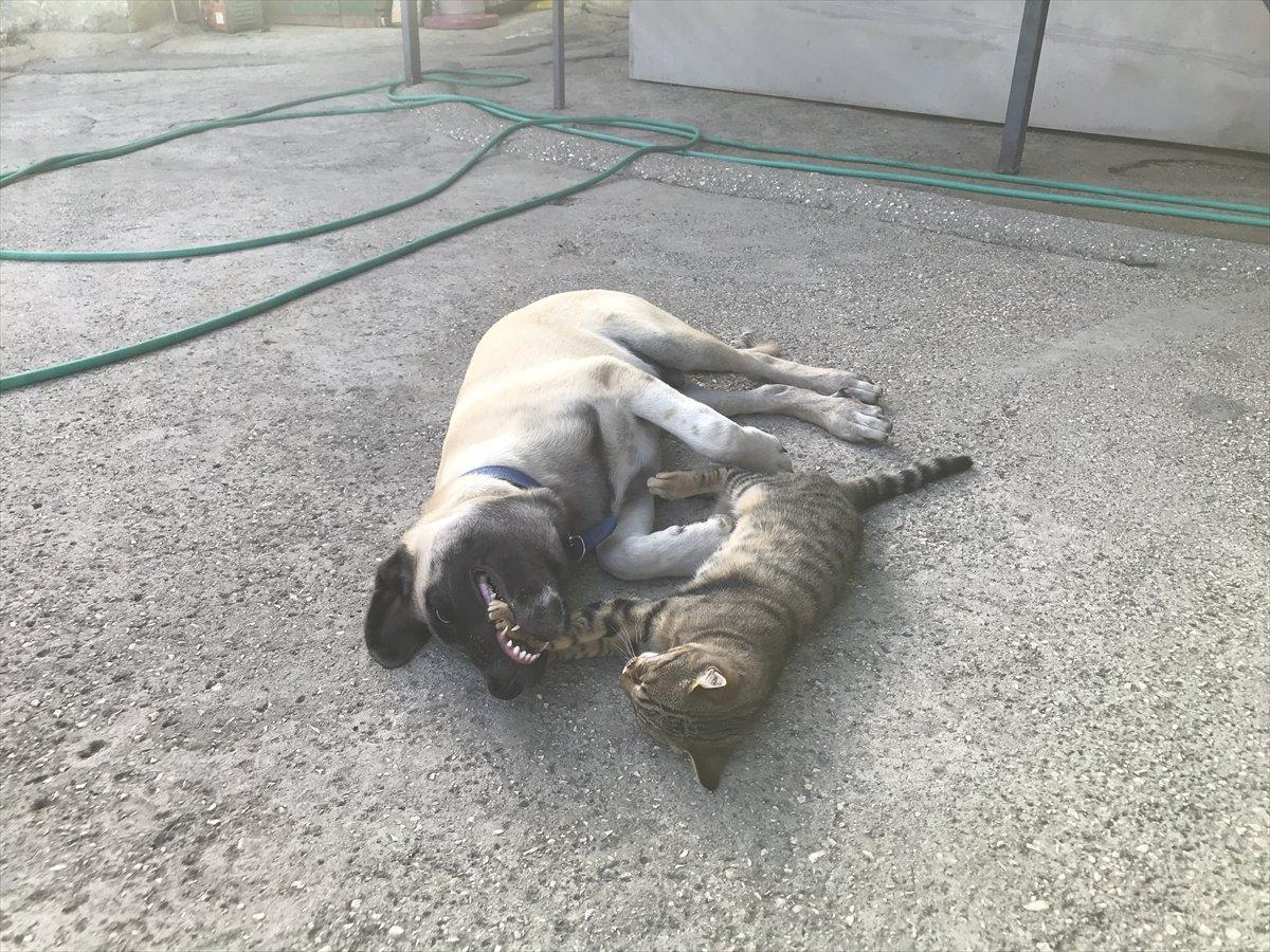 Antalya'da kedi ile köpeğin şaşırtan dostluğu