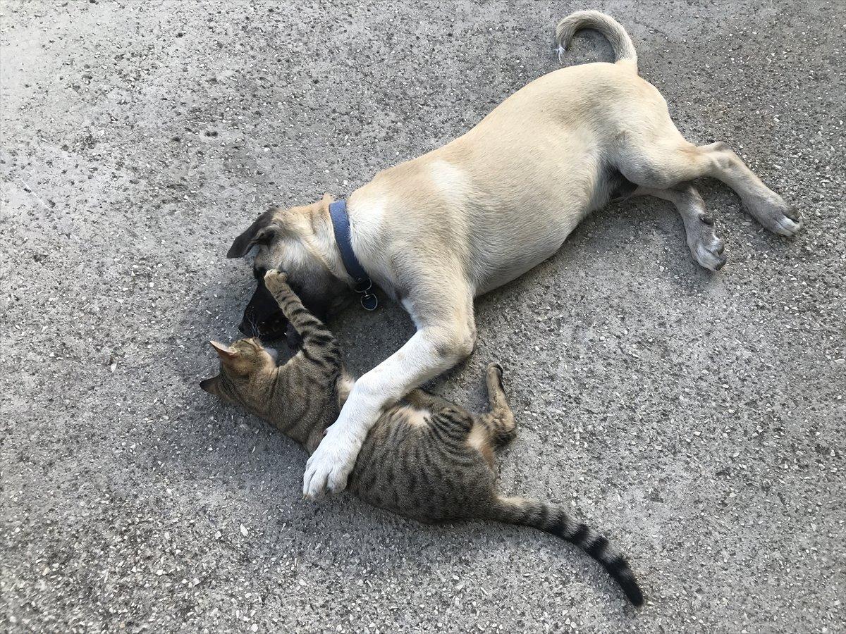Antalya'da kedi ile köpeğin şaşırtan dostluğu