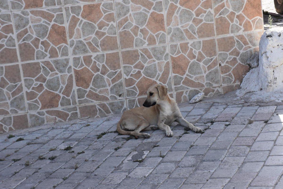 İzmir'de köpekten kaçan çocuk kamyonete çarptı, hayatını kaybetti