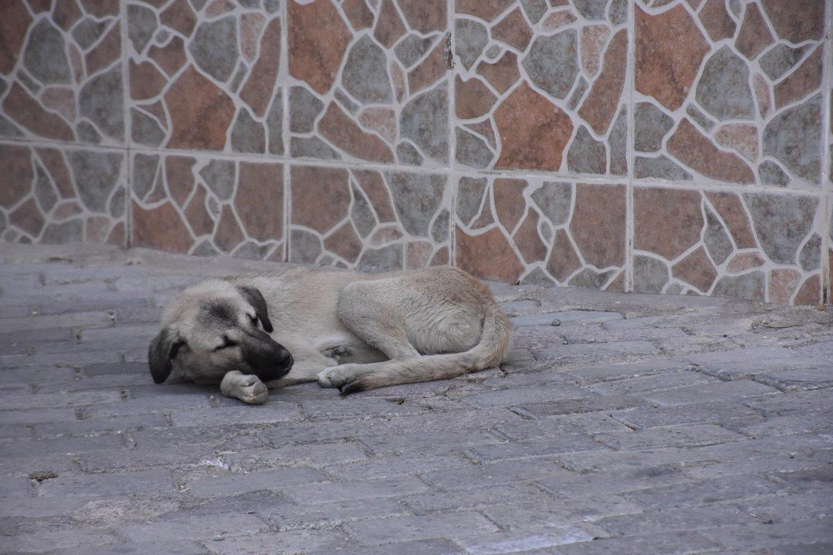 İzmir'de köpekten kaçan çocuk kamyonete çarptı, hayatını kaybetti