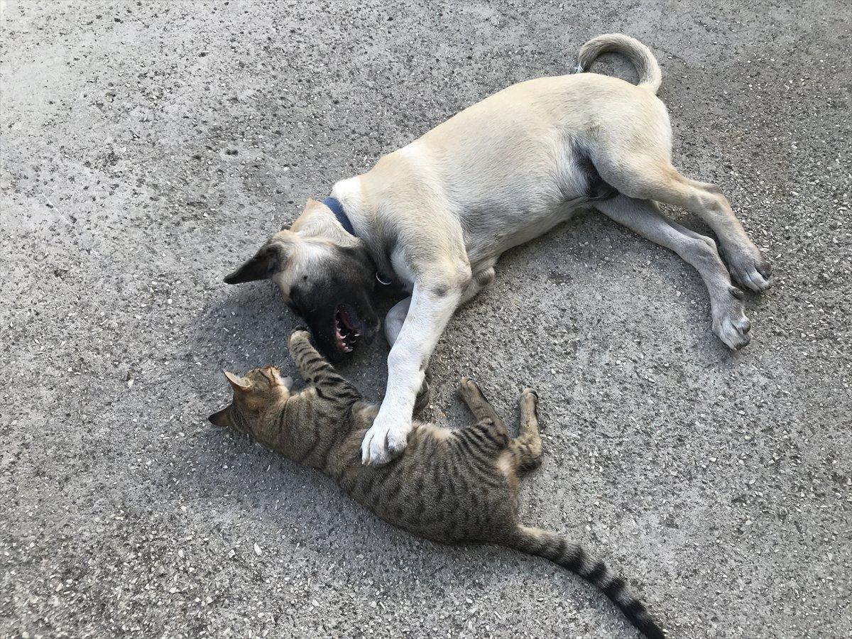Antalya'da kedi ile köpeğin şaşırtan dostluğu
