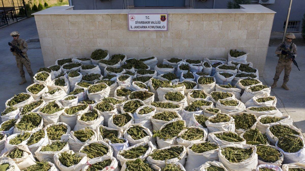 Diyarbakır'da 236 bin 500 kök kenevir ele geçirildi