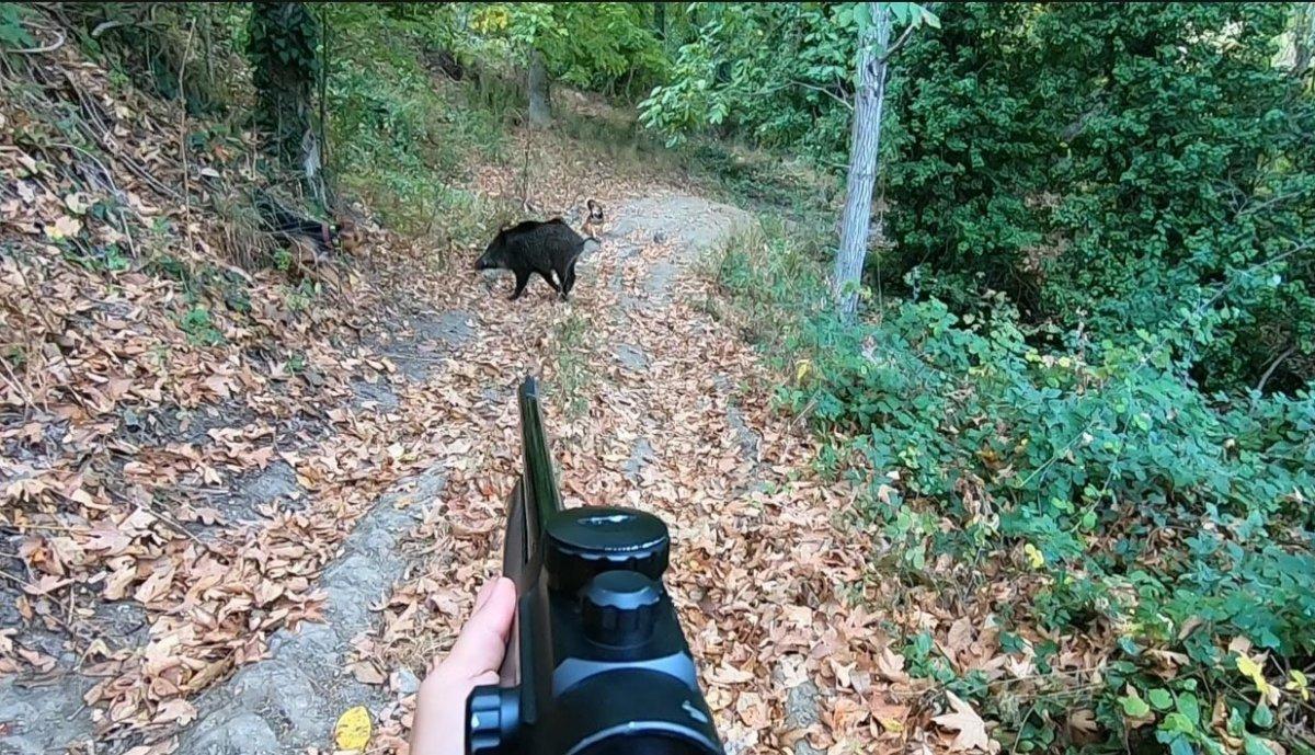 Bilecik'te domuz saldırısına uğrayan kadın hastaneye kaldırıldı