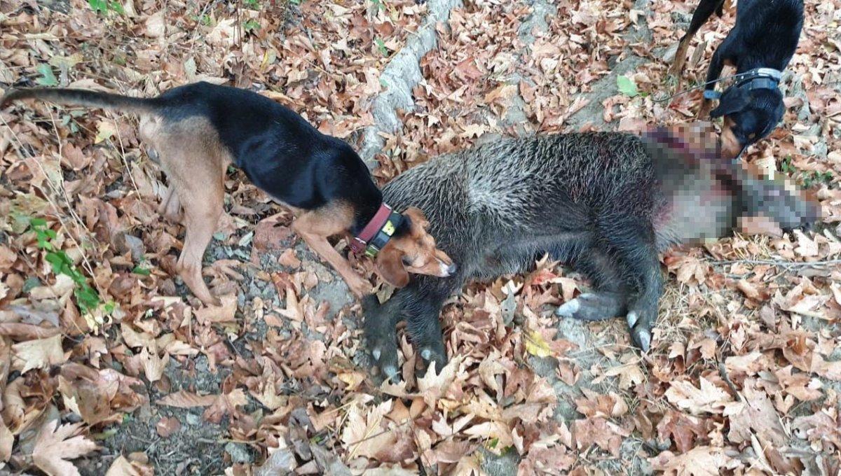 Bilecik'te domuz saldırısına uğrayan kadın hastaneye kaldırıldı