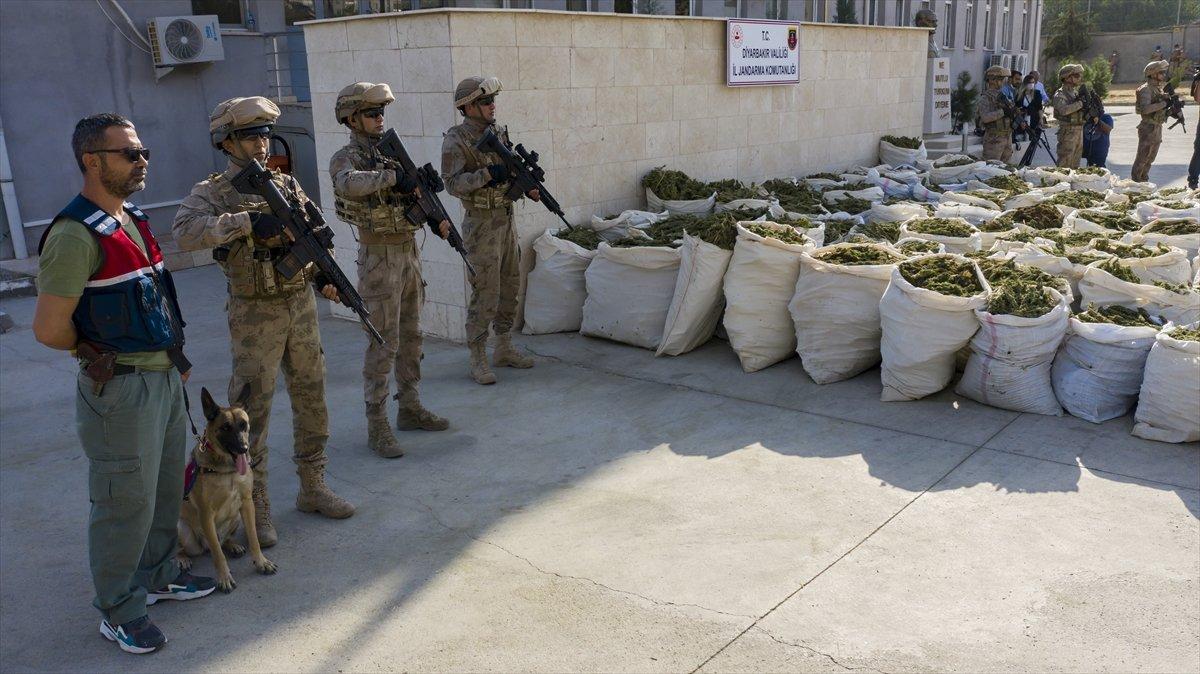 Diyarbakır'da 236 bin 500 kök kenevir ele geçirildi