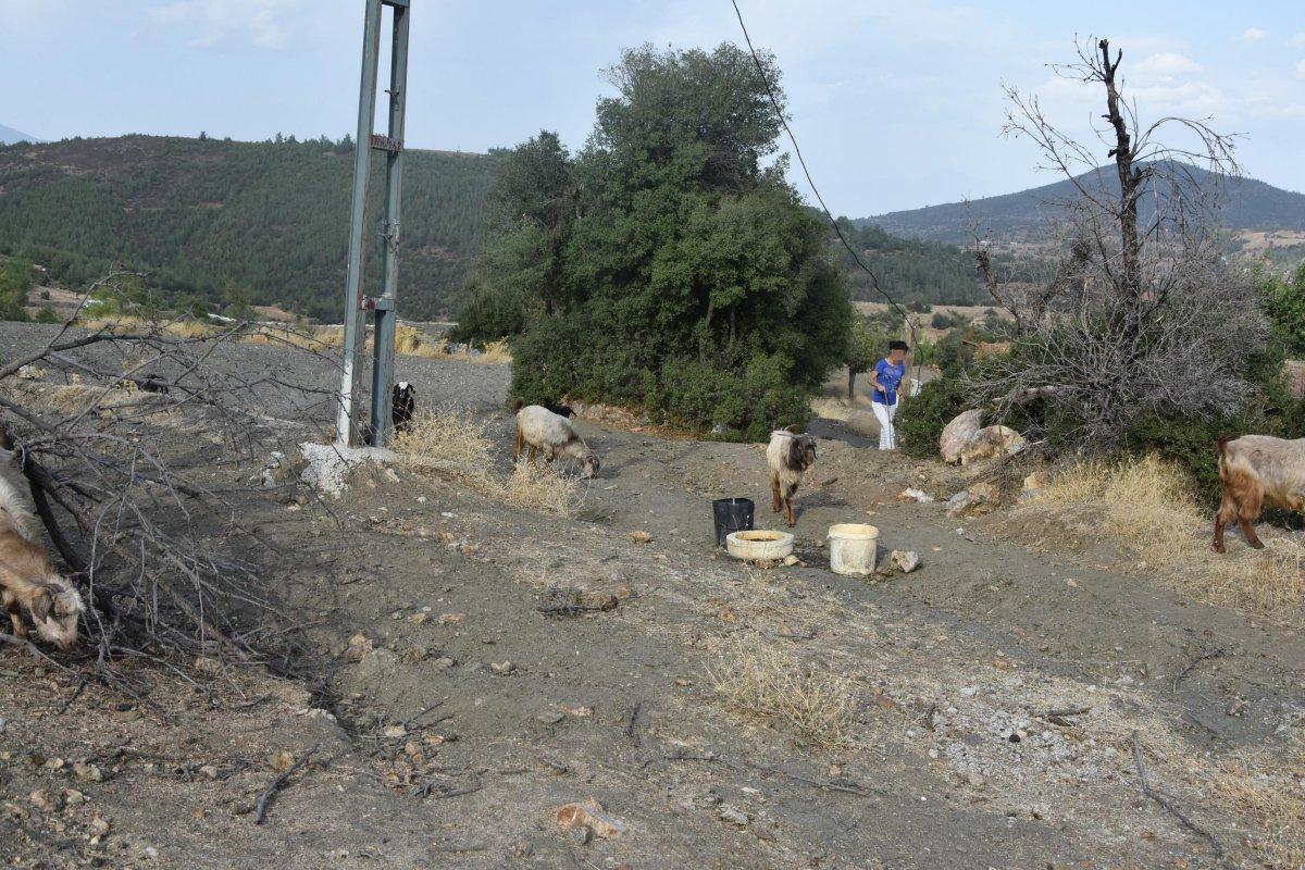 Aydın'da 14 yaşındaki çocuk keçileri otlatırken cinsel saldırıya uğradı