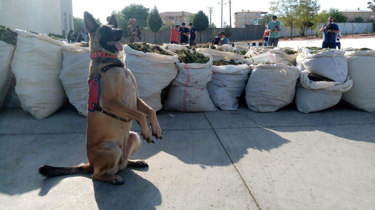 Diyarbakır'da 236 bin 500 kök kenevir ele geçirildi