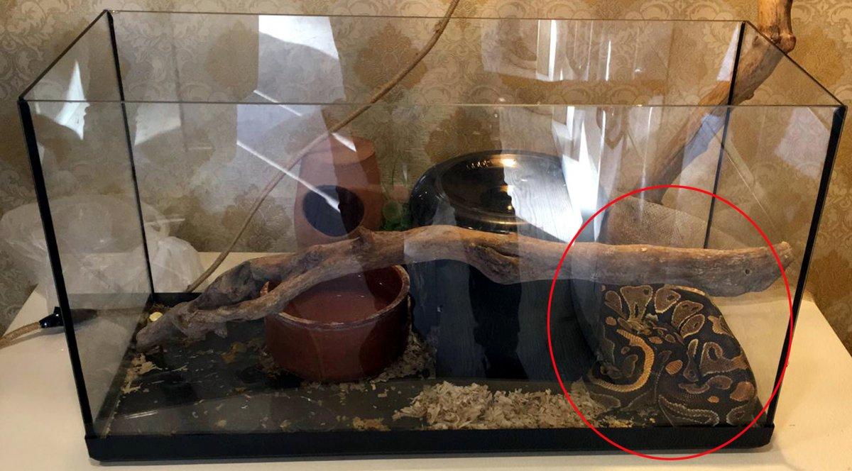 Antalya’da zorla senet imzalatmak isteyen tefeciler pitonla korkuttu