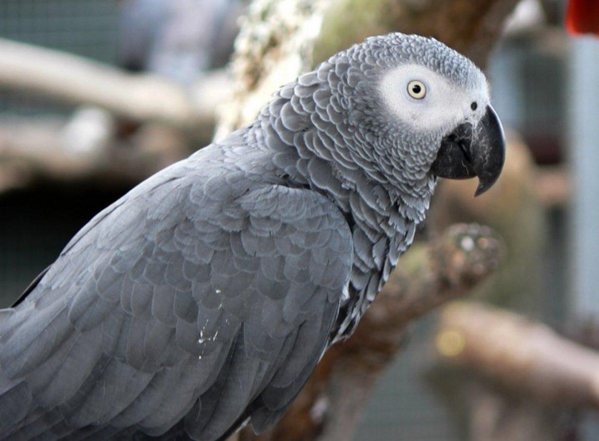 İngiltere'de birbirine küfür öğreten papağanlar