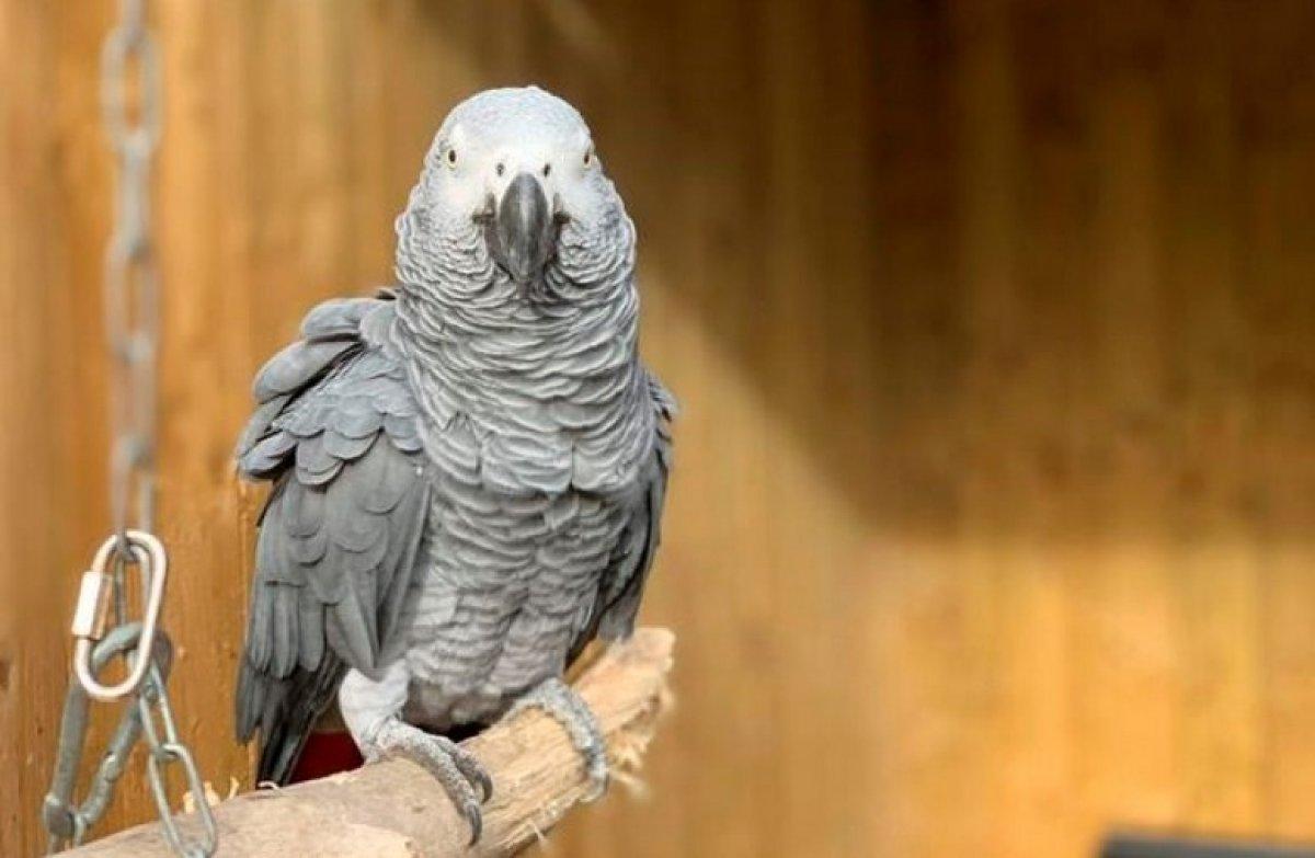 İngiltere'de birbirine küfür öğreten papağanlar