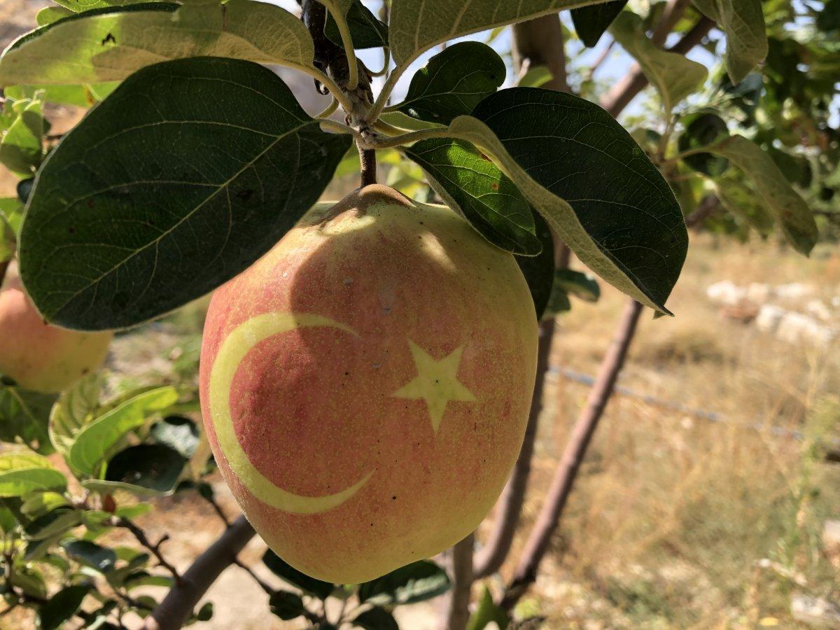 Nevşehir'de bu ayvayı gören hayrete düşüyor