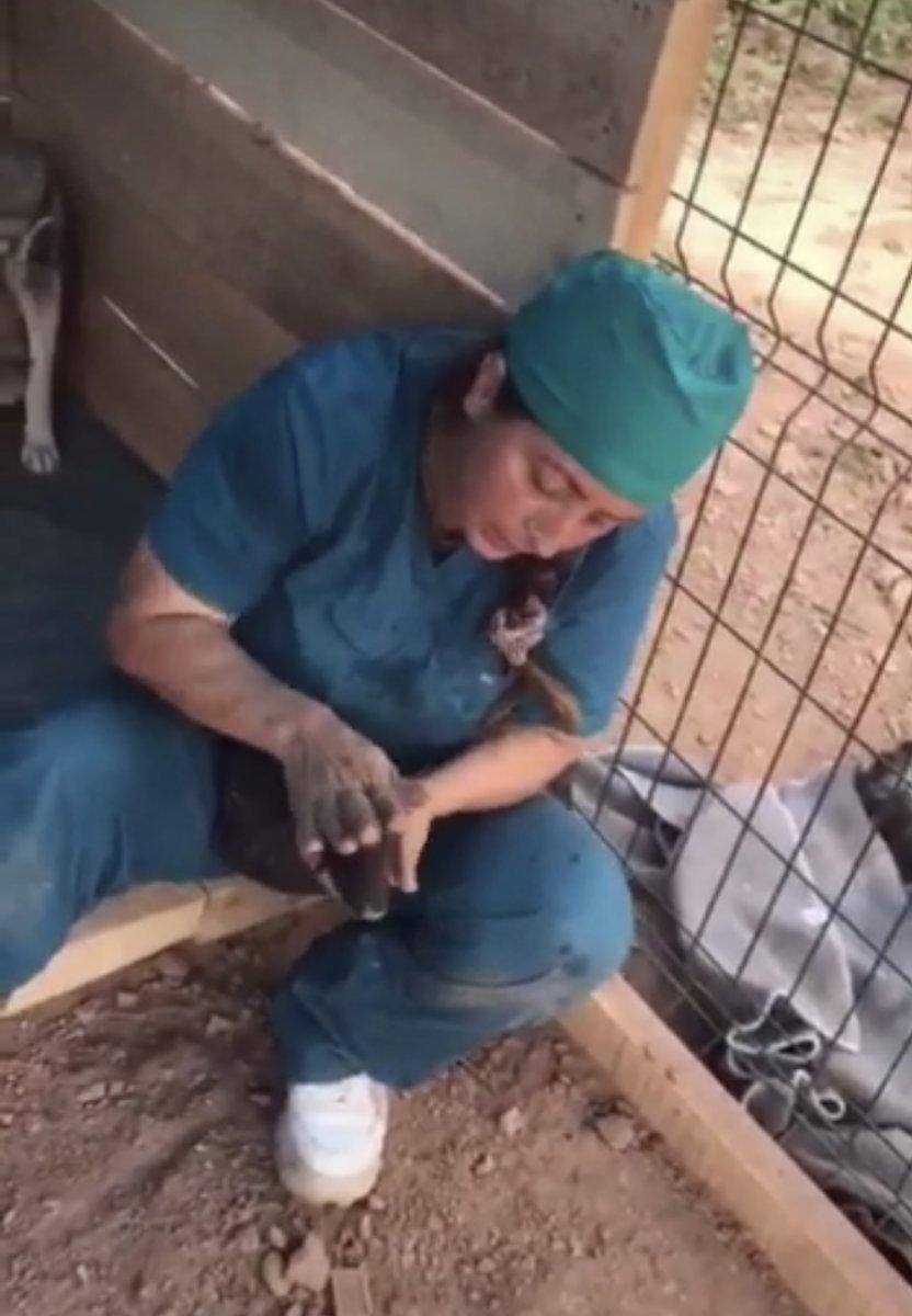 Bartın'da ölü doğan 4 yavru köpeği hayata döndüren kadın