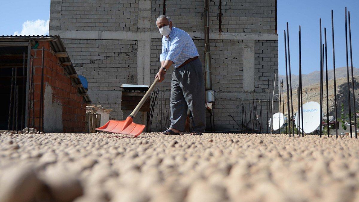 Çağlayancerit cevizi