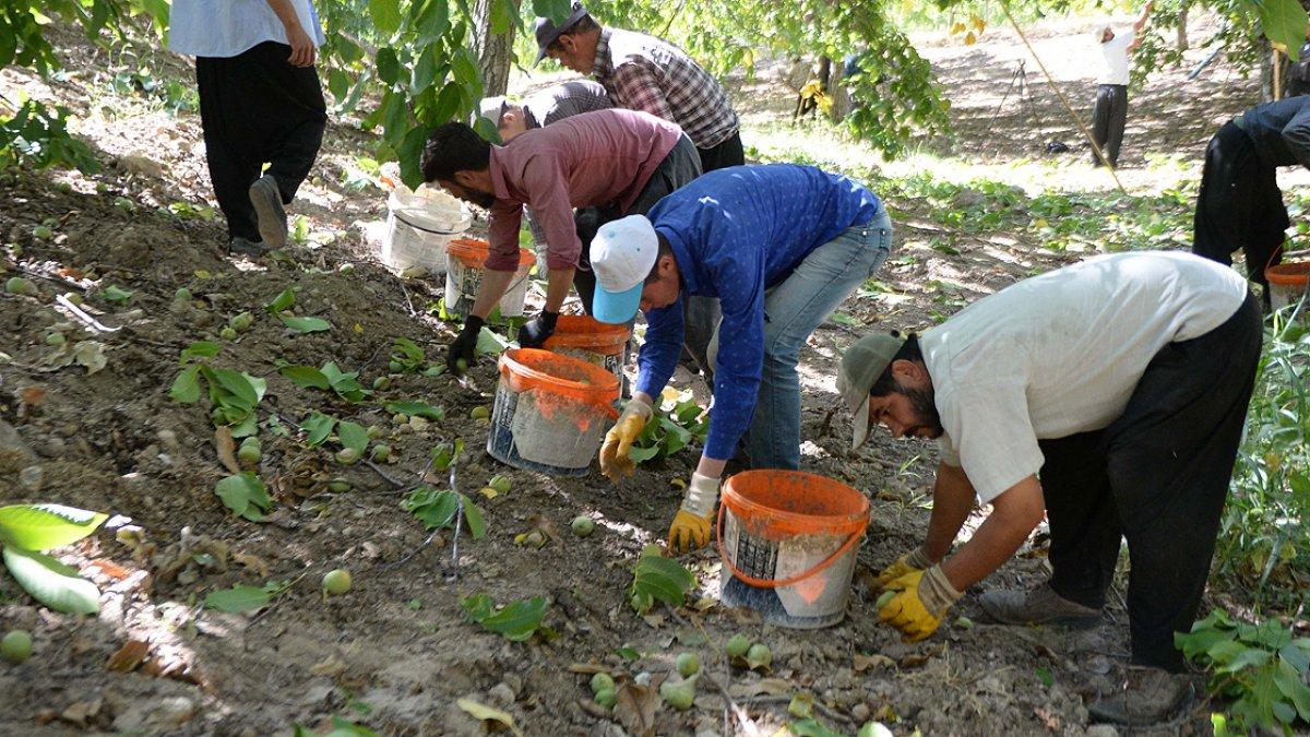 Çağlayancerit cevizi
