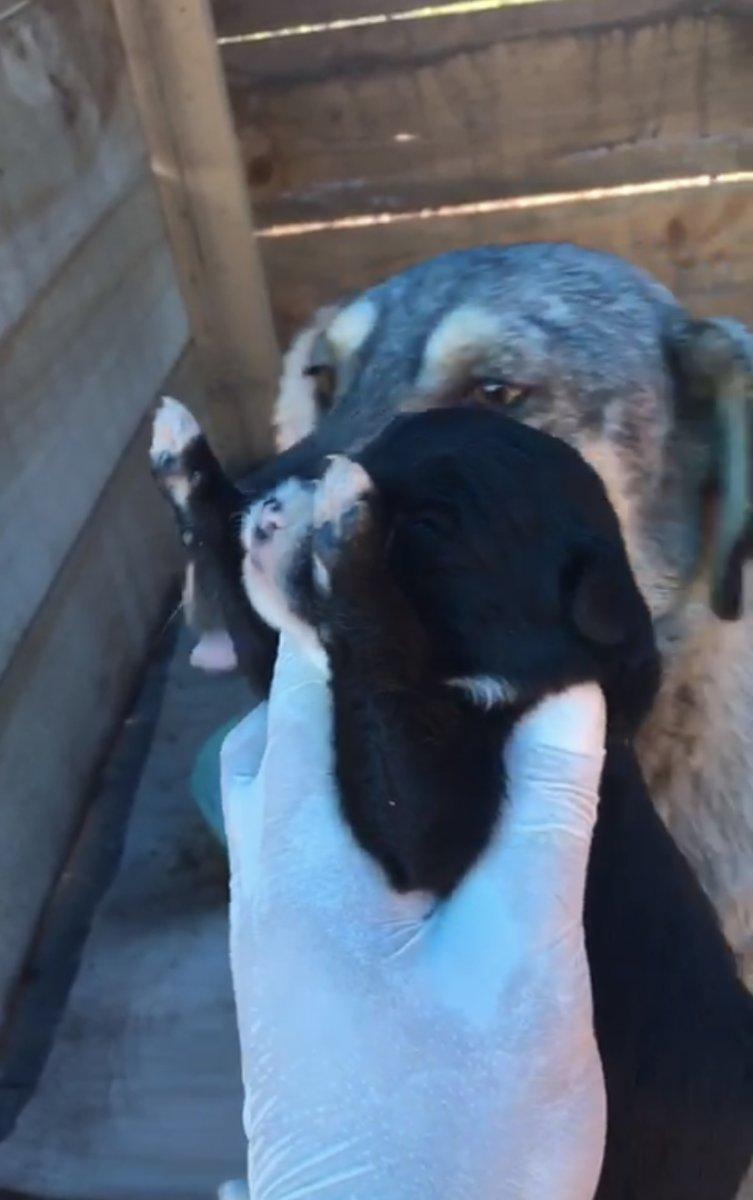 Bartın'da ölü doğan 4 yavru köpeği hayata döndüren kadın