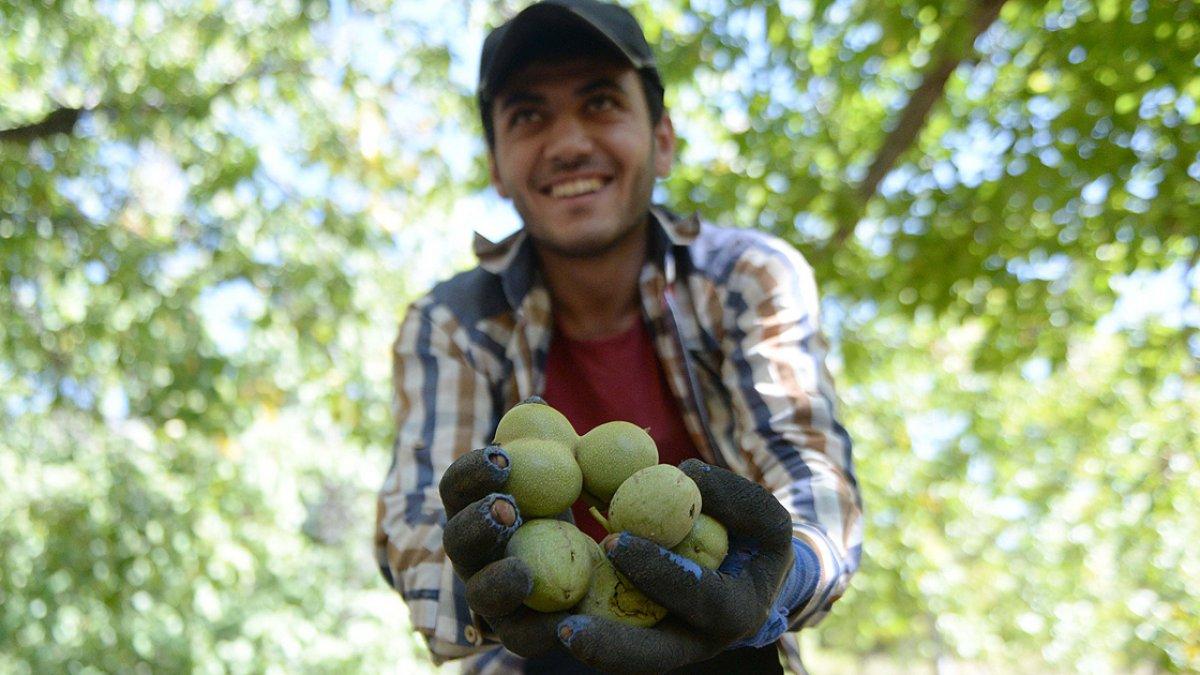 Çağlayancerit cevizi