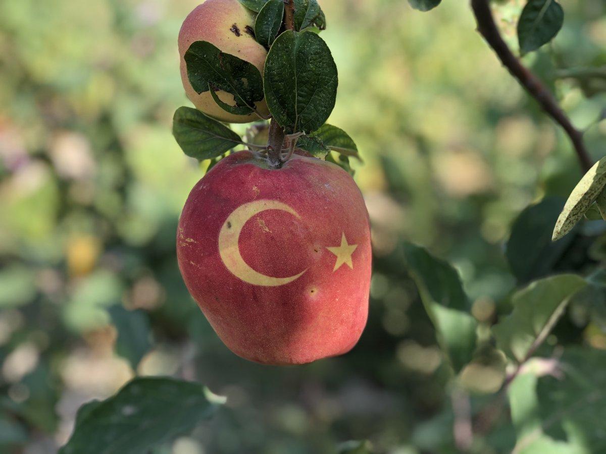 Nevşehir'de bu ayvayı gören hayrete düşüyor