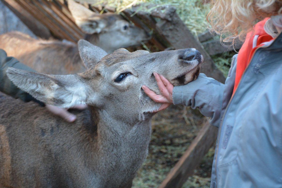 4 Ekim Dünya Hayvanları Koruma Günü nedir? Hayvan hakları nelerdir?