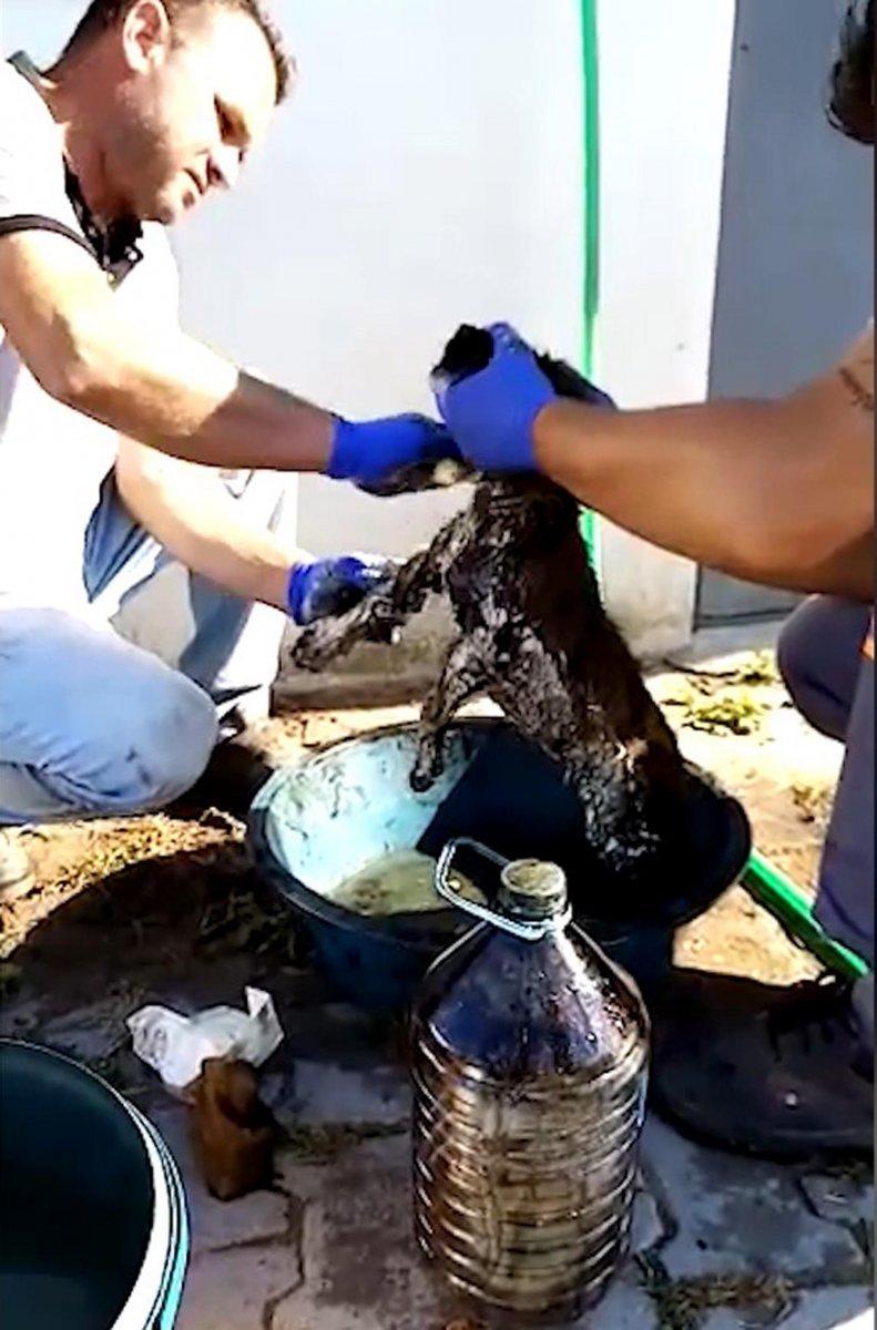 Kırklareli'de zifte bulanan yavru köpek sağlığına kavuştu