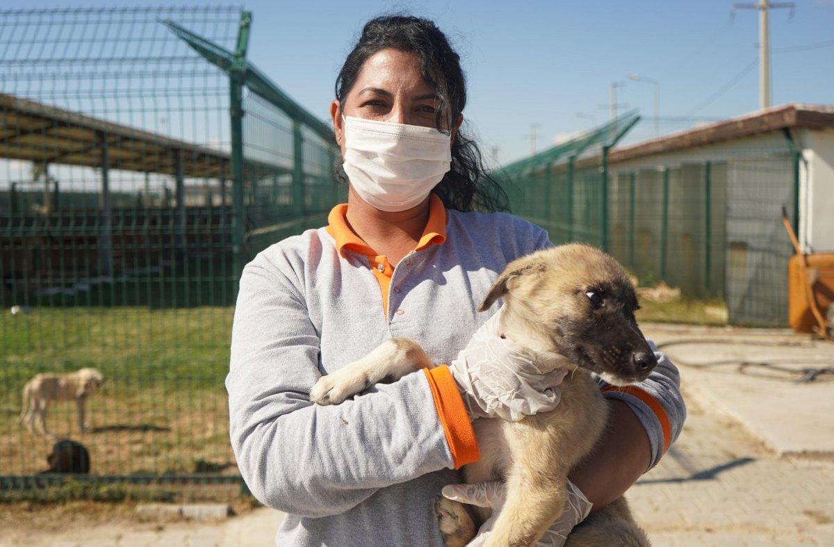 Kırklareli'de zifte bulanan yavru köpek sağlığına kavuştu