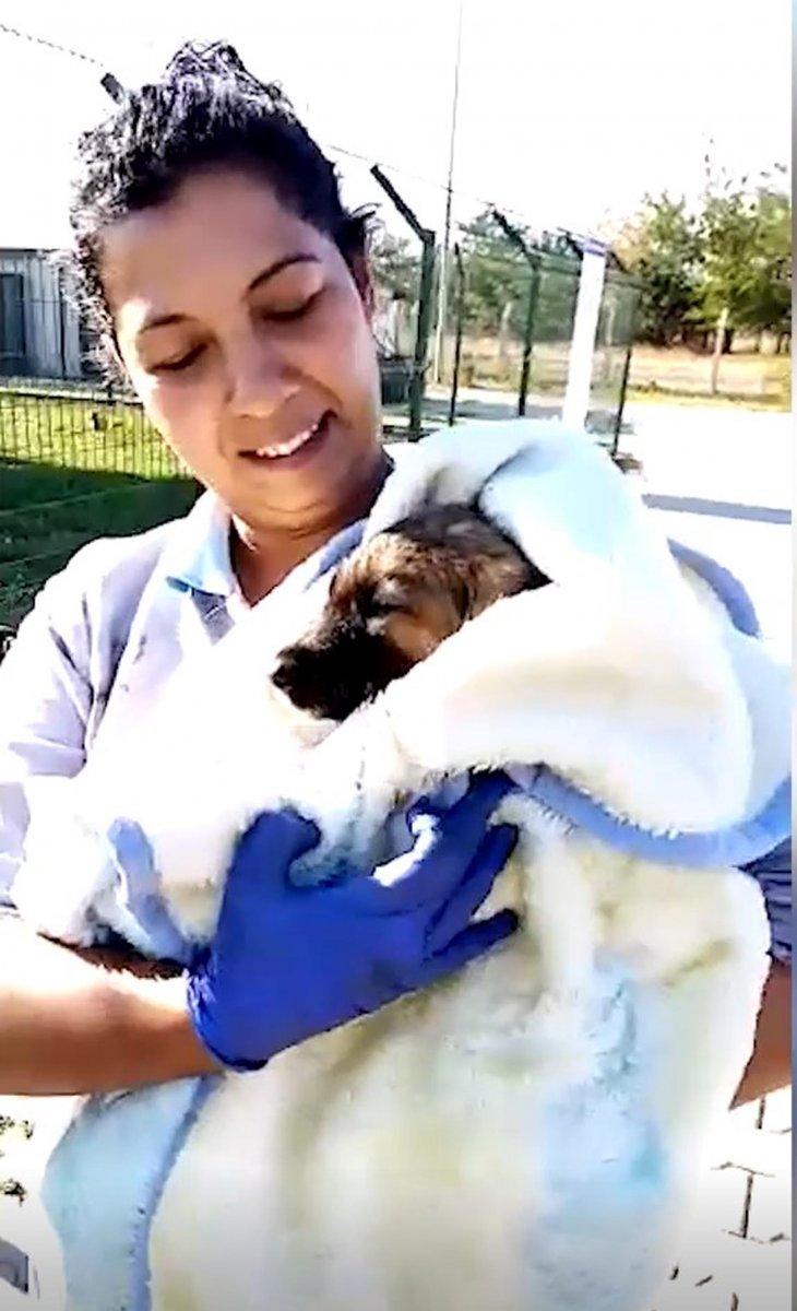 Kırklareli'de zifte bulanan yavru köpek sağlığına kavuştu