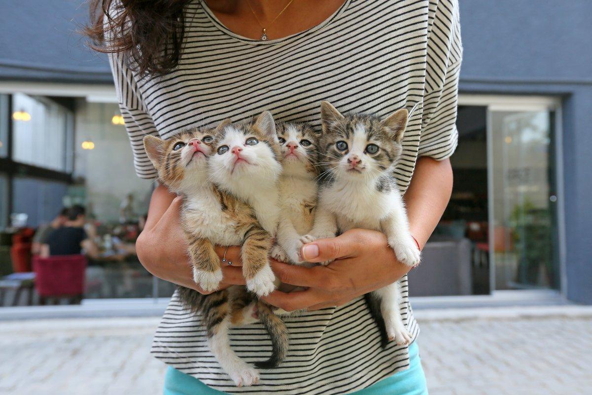 4 Ekim Dünya Hayvanları Koruma Günü nedir? Hayvan hakları nelerdir?