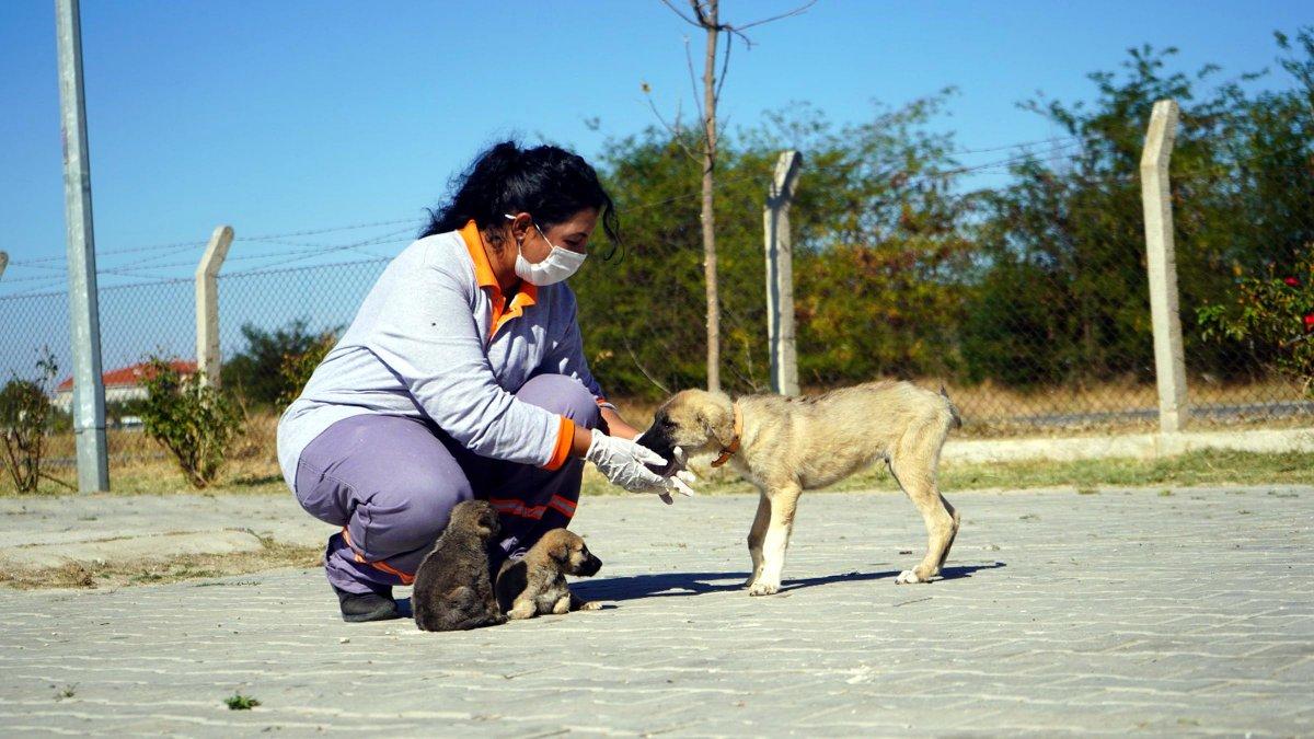 Kırklareli'de zifte bulanan yavru köpek sağlığına kavuştu