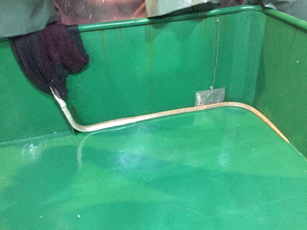 Çanakkale'de ilk kez dikenli yılan balığı görüldü