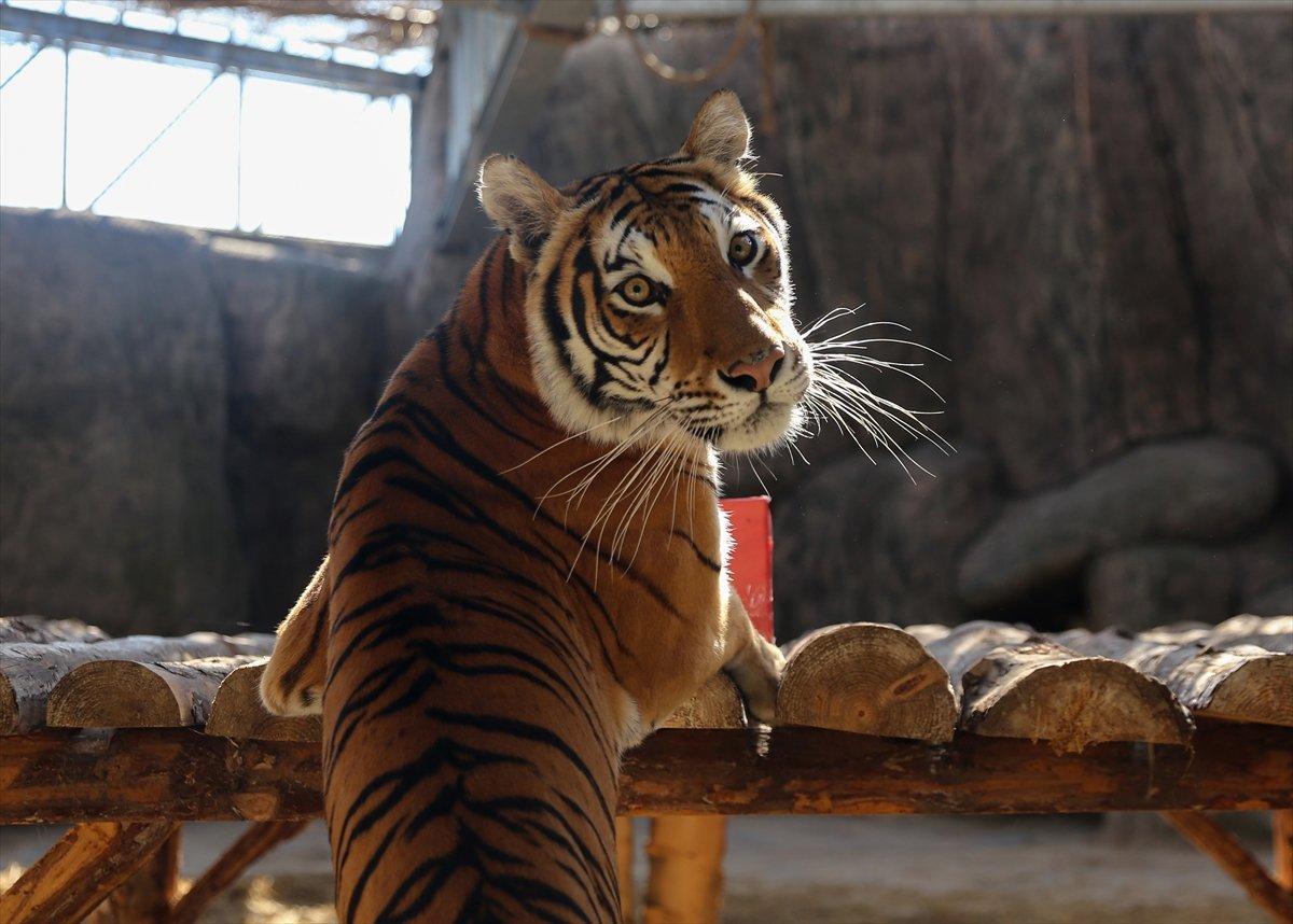 Tuzla'da yetiştirilen aslan ve kaplanlar Afrika'ya gidecek