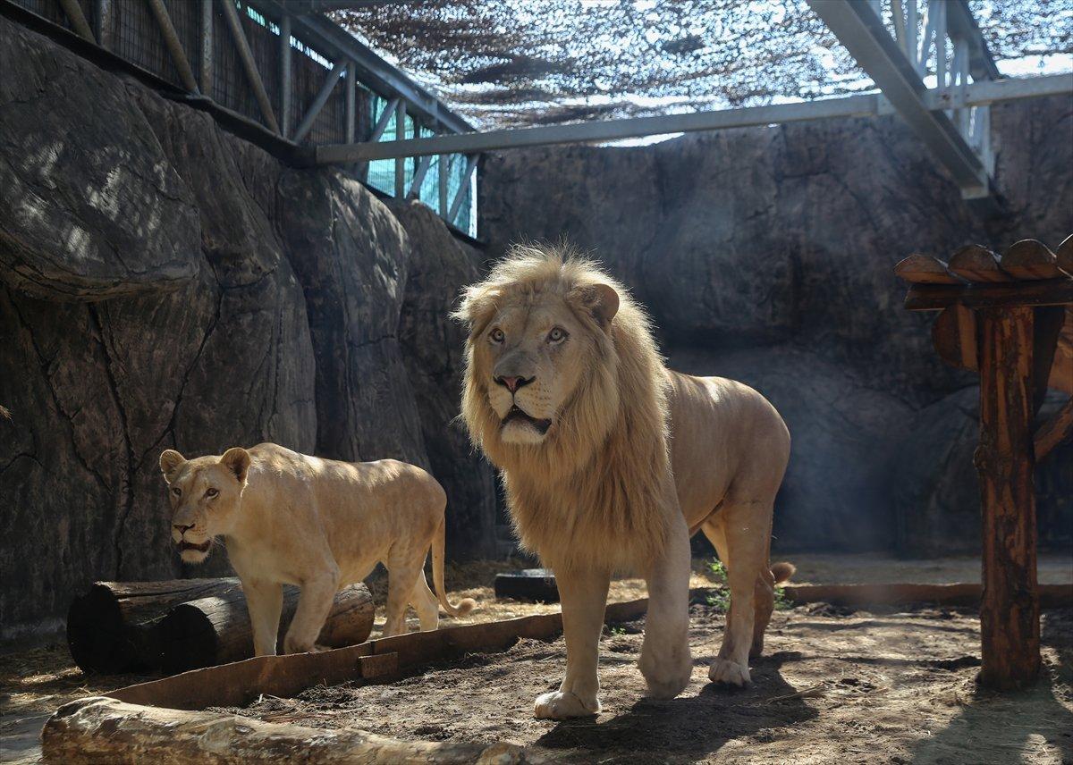 Tuzla'da yetiştirilen aslan ve kaplanlar Afrika'ya gidecek