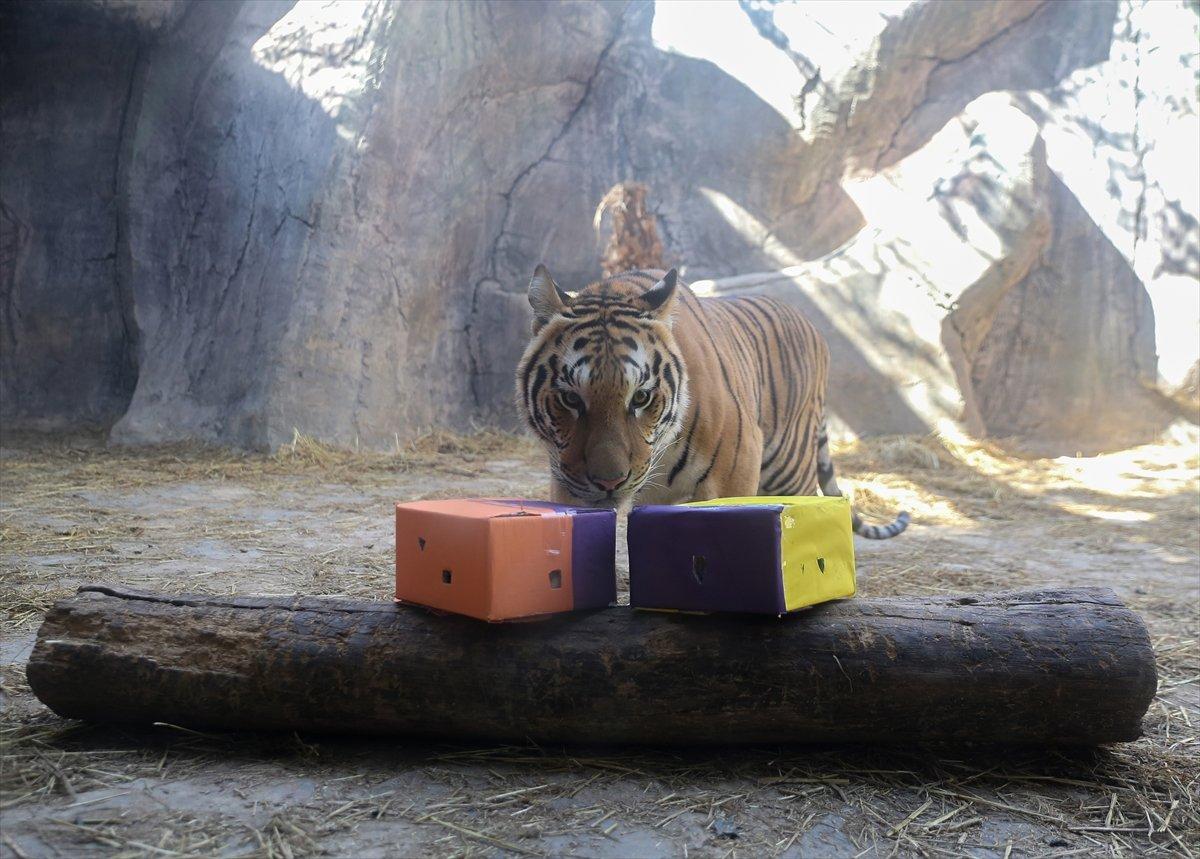 Tuzla'da yetiştirilen aslan ve kaplanlar Afrika'ya gidecek