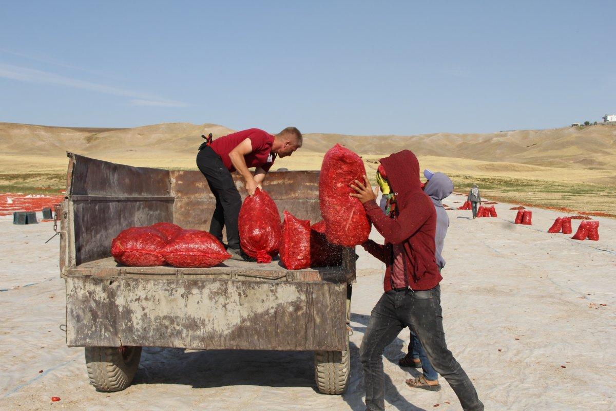 Diyarbakır'ın kurutulmuş domatesleri İtalya'ya ihraç ediliyor