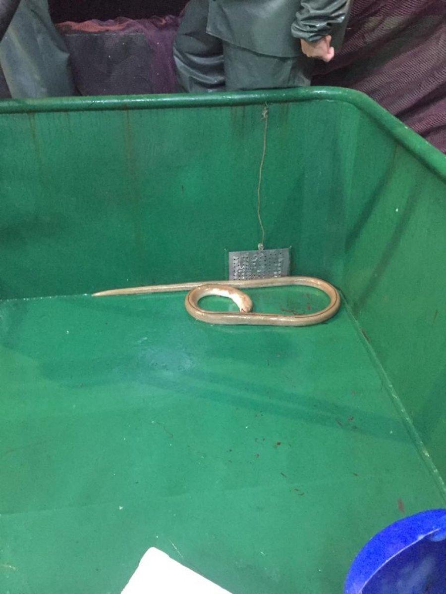 Çanakkale'de ilk kez dikenli yılan balığı görüldü