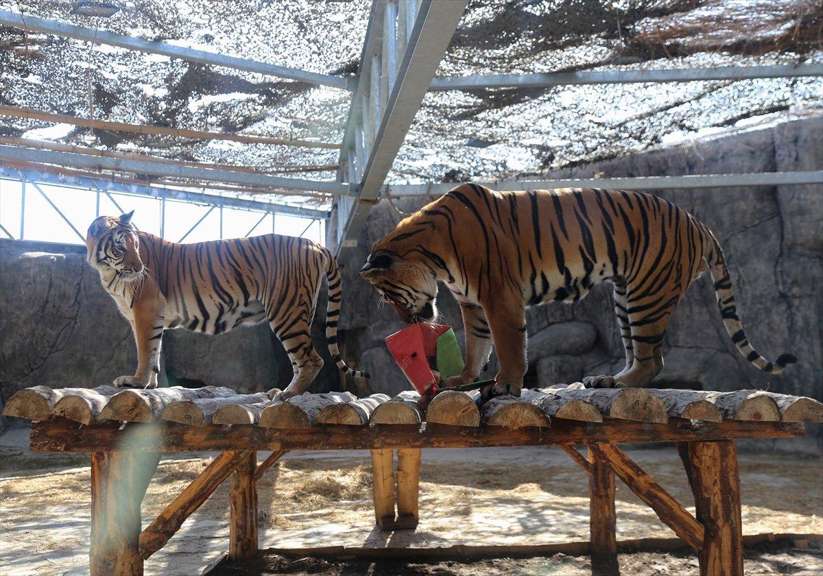Tuzla'da yetiştirilen aslan ve kaplanlar Afrika'ya gidecek